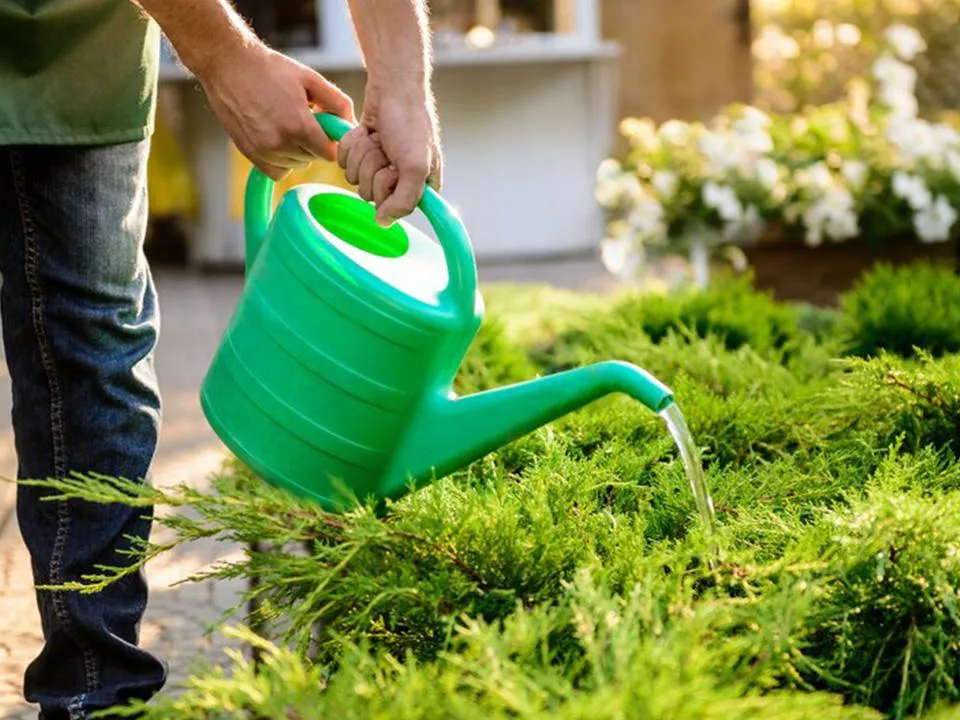 «Сбросить температуру»: стало известно, как спасти свой огород от жары