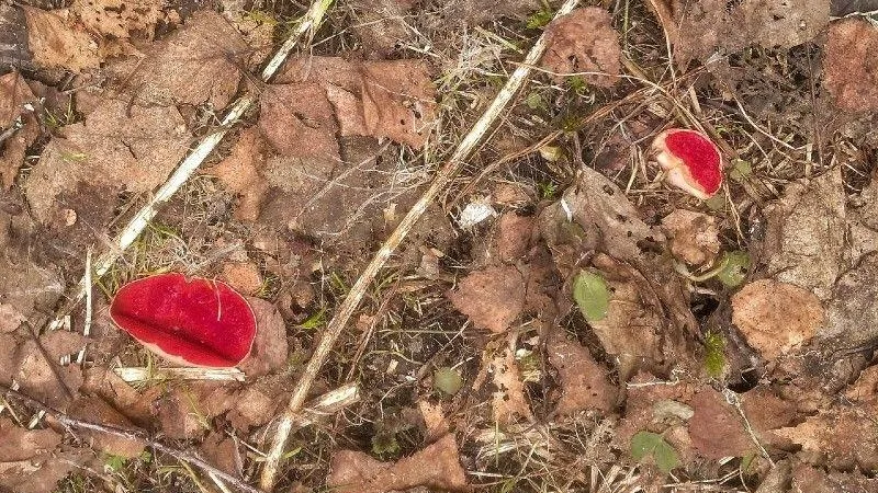 Комитет лесного хозяйства МО