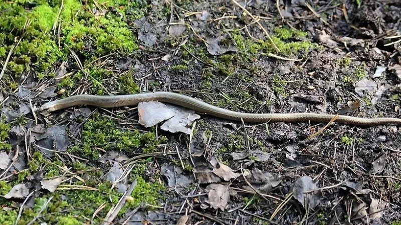 Краснокнижную ящерицу веретеницу нашли экологи в Щелковском районе