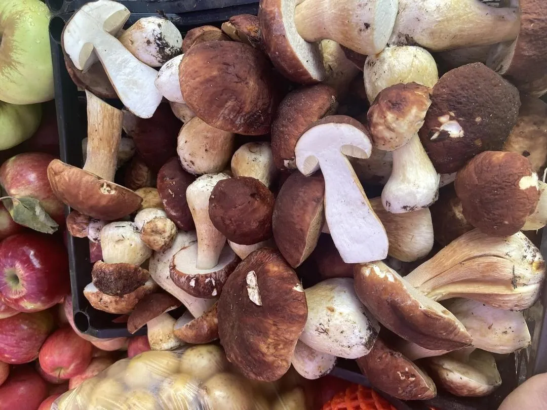 Светлана Борщева