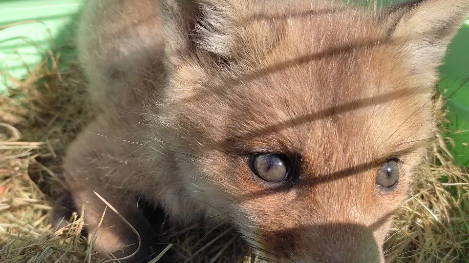 Фото: телеканал «Дубна»