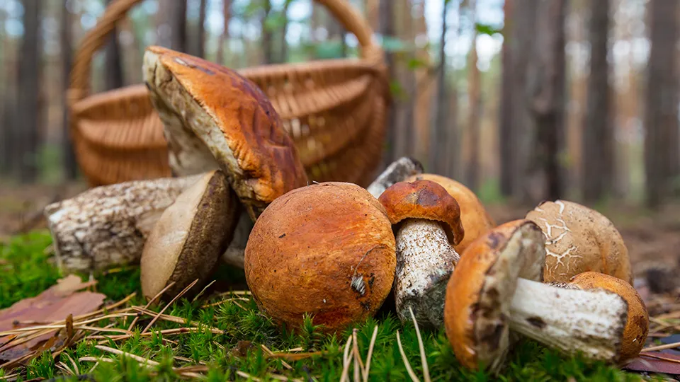 Фото: freepik.com