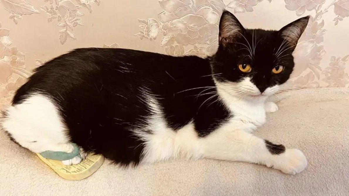 Фото: авито