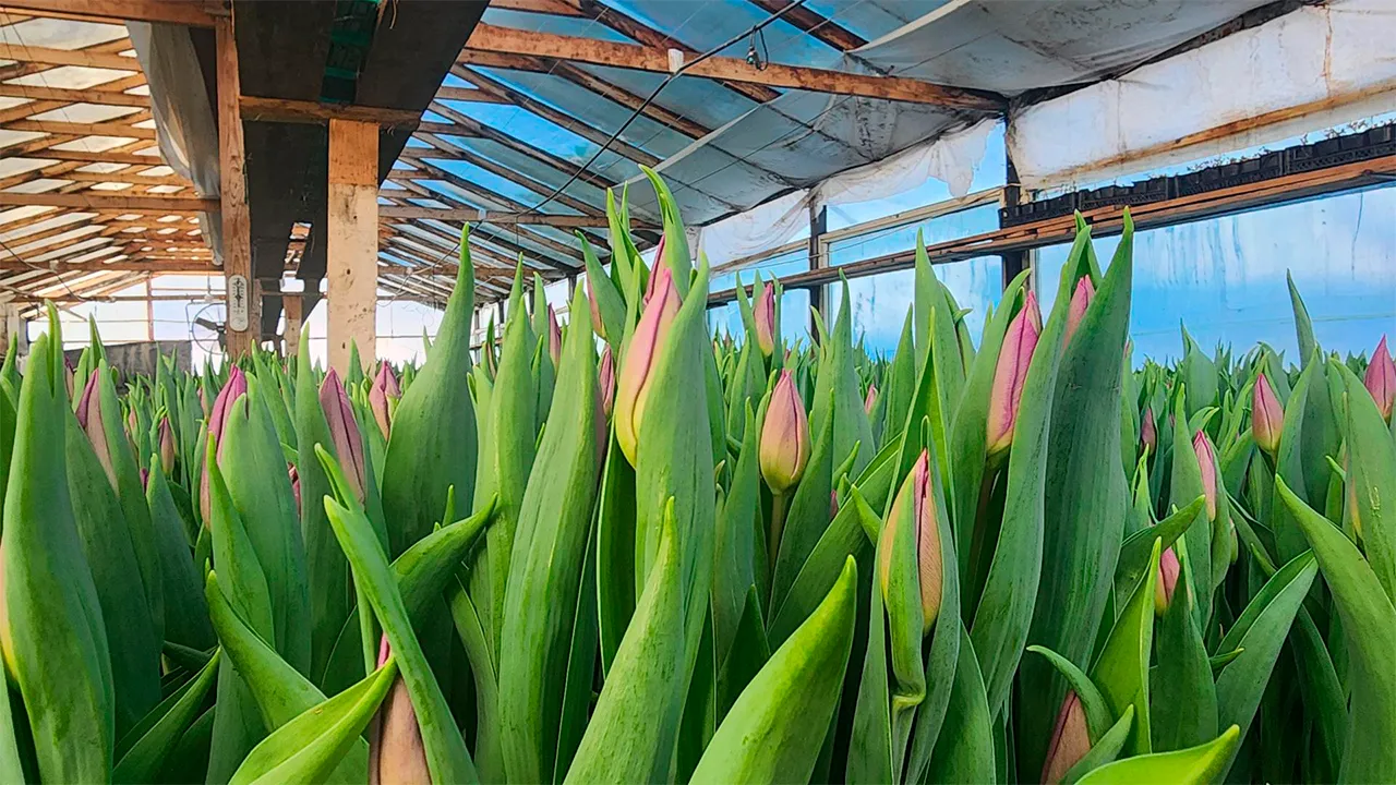 Станислав Орлов