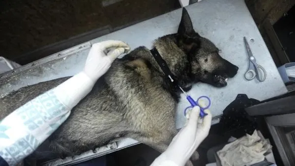 Правительство поддержало законопроект о чипировании животных