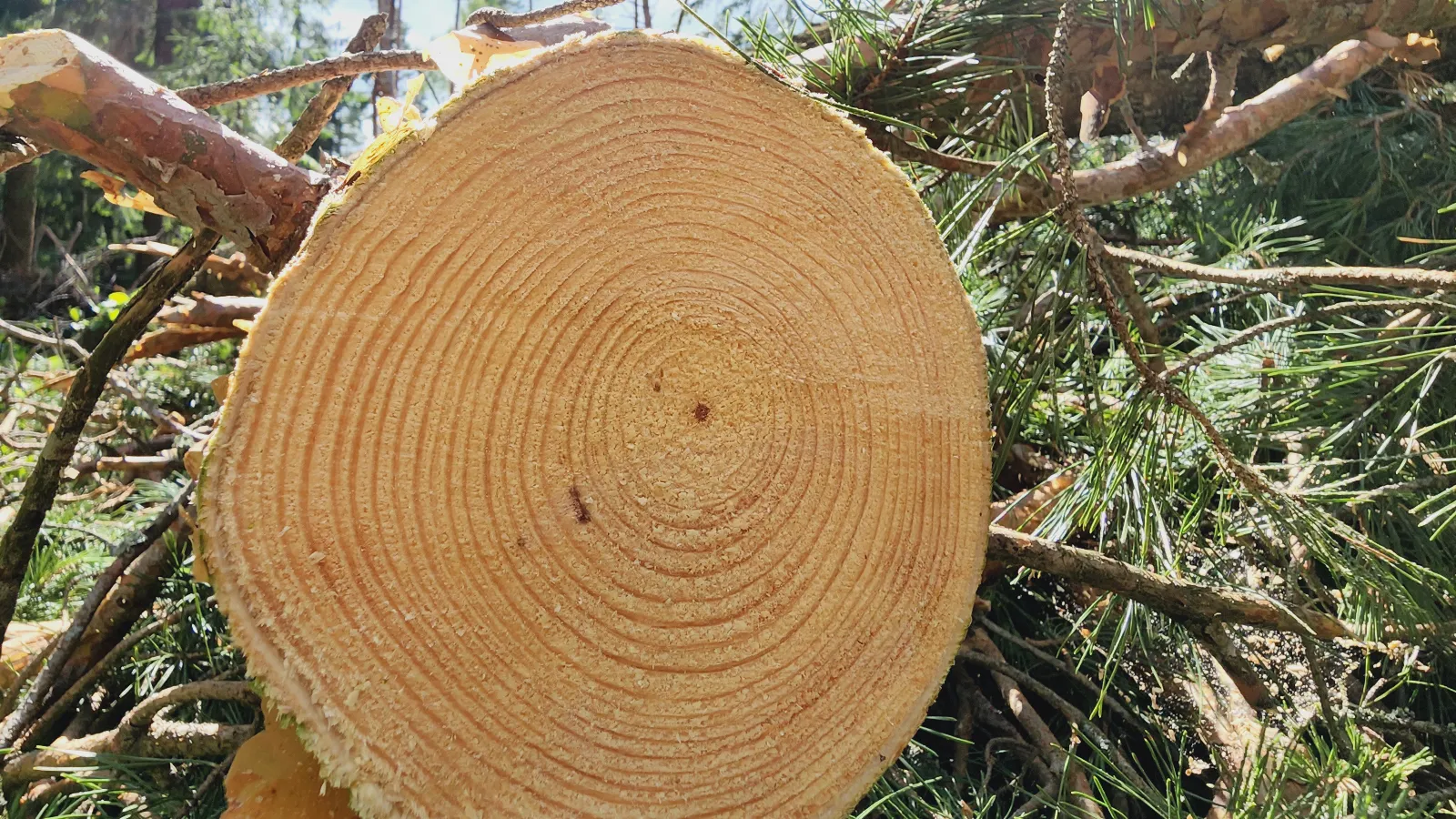 Фото: МедиаБанк Подмосковья/Юлия Андросова