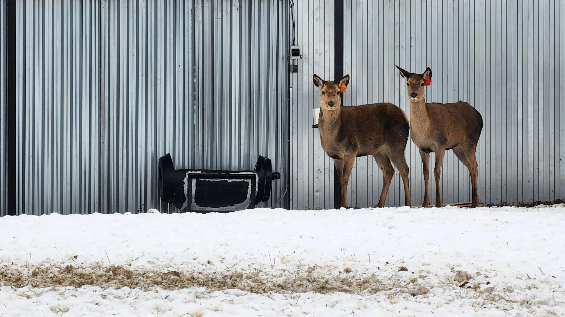 REGIONS/Евгений Рой