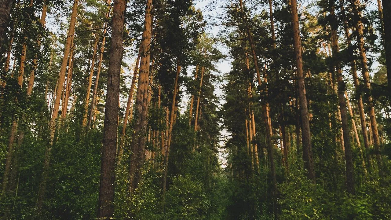 В Амурской области нашли мальчика, который провел в тайге целую ночь