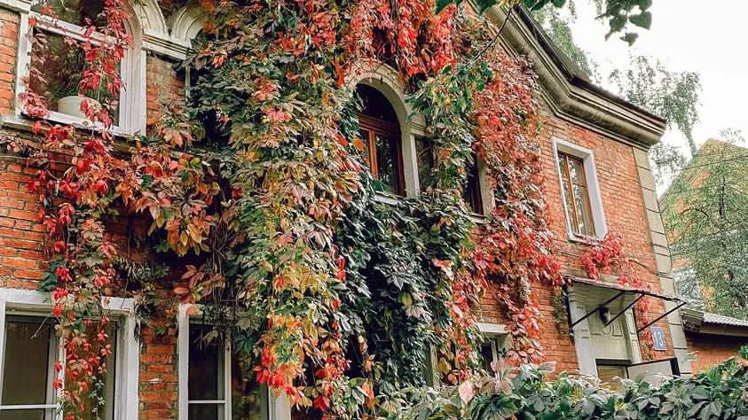 Фото: Телеграм-канал паблика «Видный город». https://t.me/vidno_mos/2950