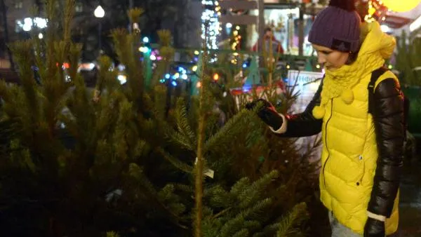 Более 400 елочных базаров откроются в Подмосковье