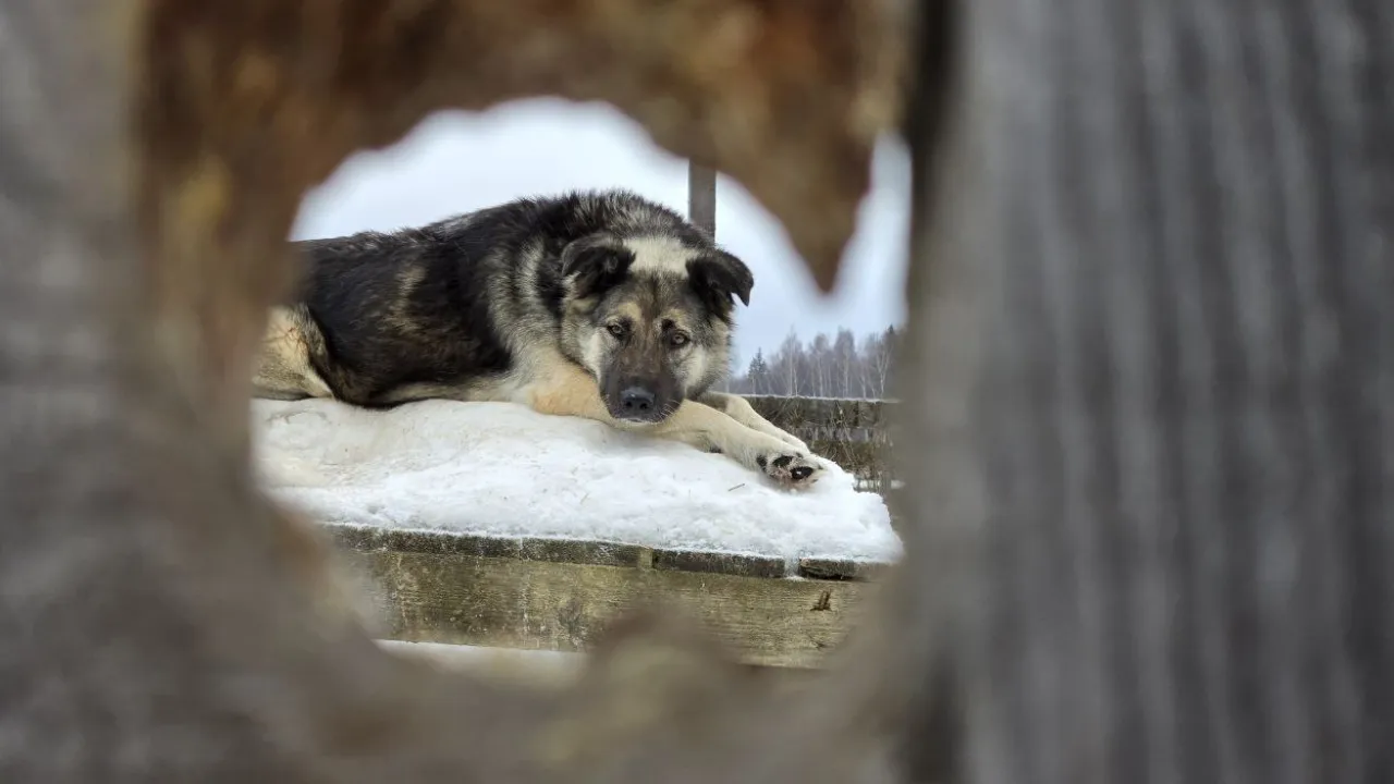 МедиаБанк Подмосковья/Яна Шаливская