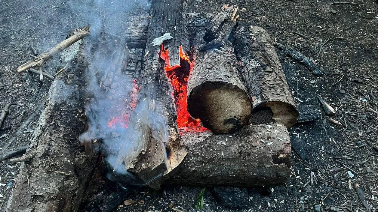 Фото: Комитет лесного хозяйства МО