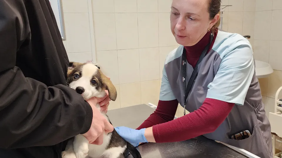 Фото: МедиаБанк Подмосковья/Валентина Максимова