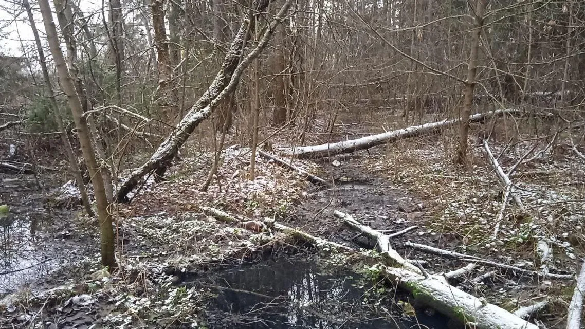 Комитет лесного хозяйства Московской области