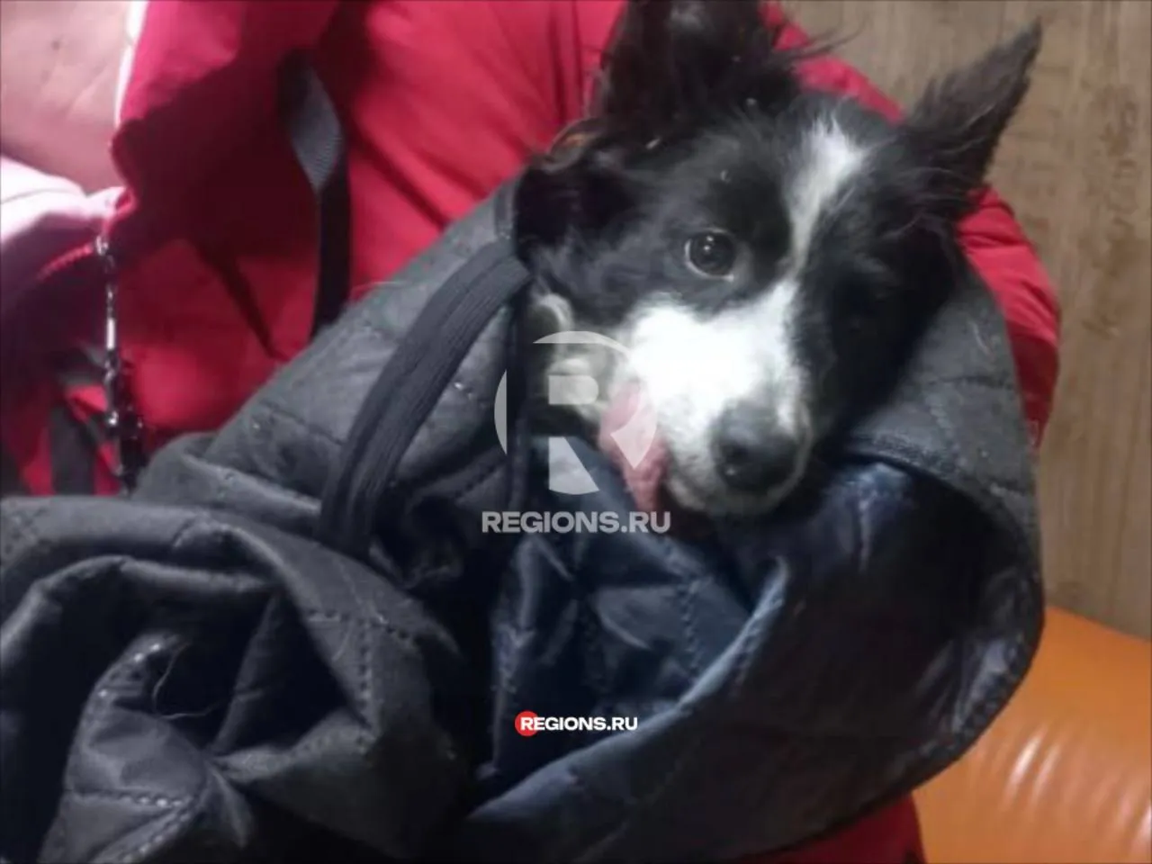 Фото: предоставлено волонтерами