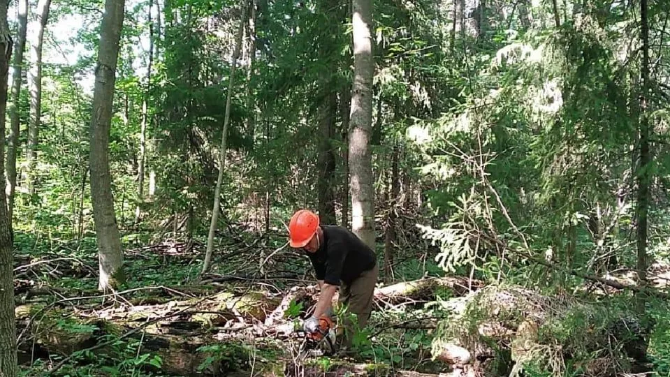 Фото: Комитет лесного хозяйства МО