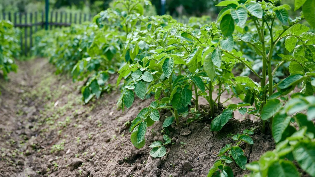 istockphoto.com/Oleg Charykov