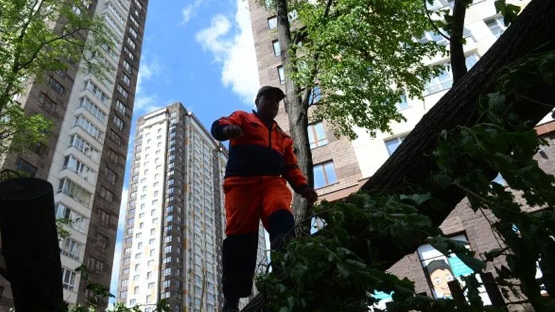Шестьсот рухнувших деревьев вывезли с дорог МО после урагана