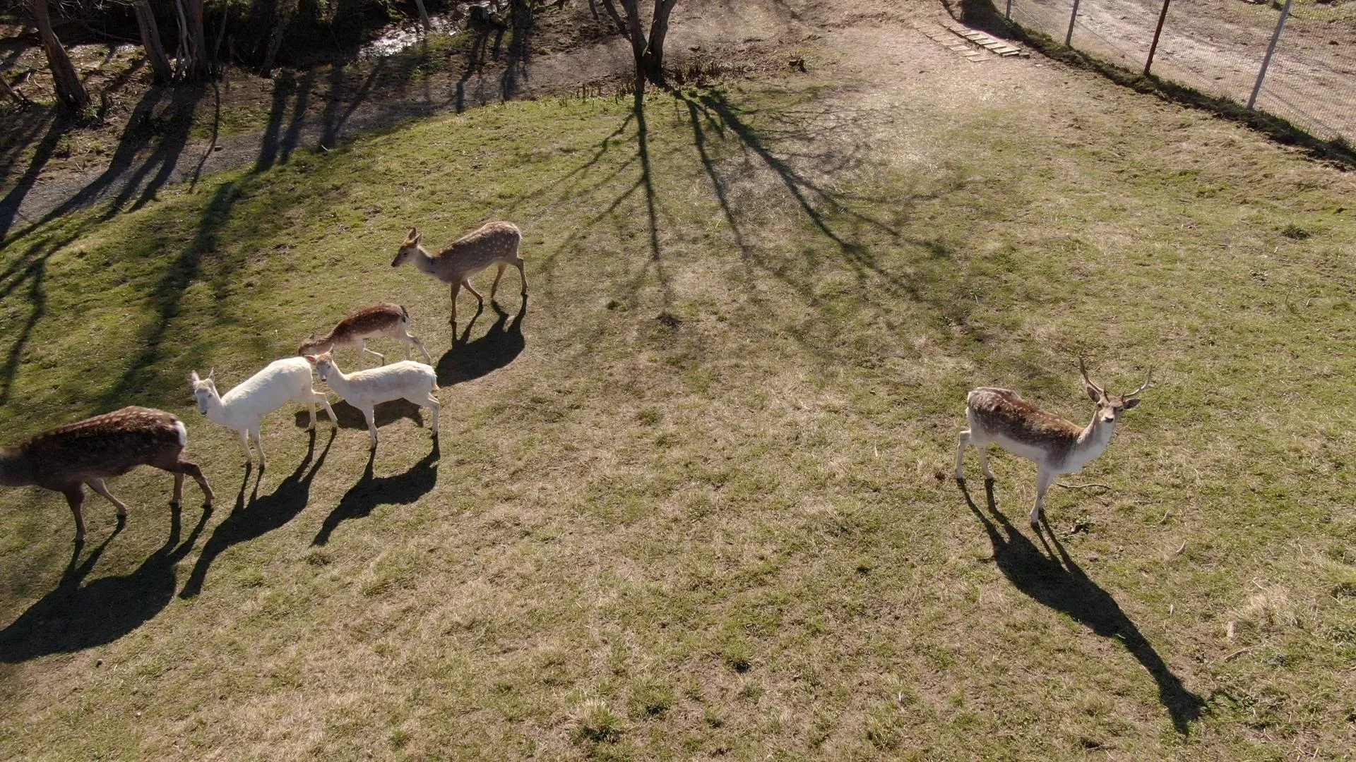 Ксения Борцова