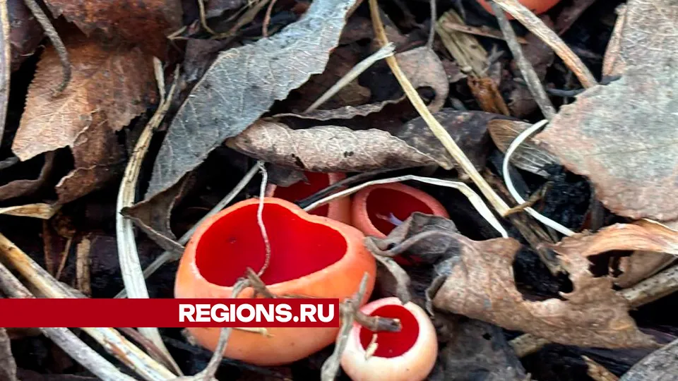 Фото: Маргарита Т.