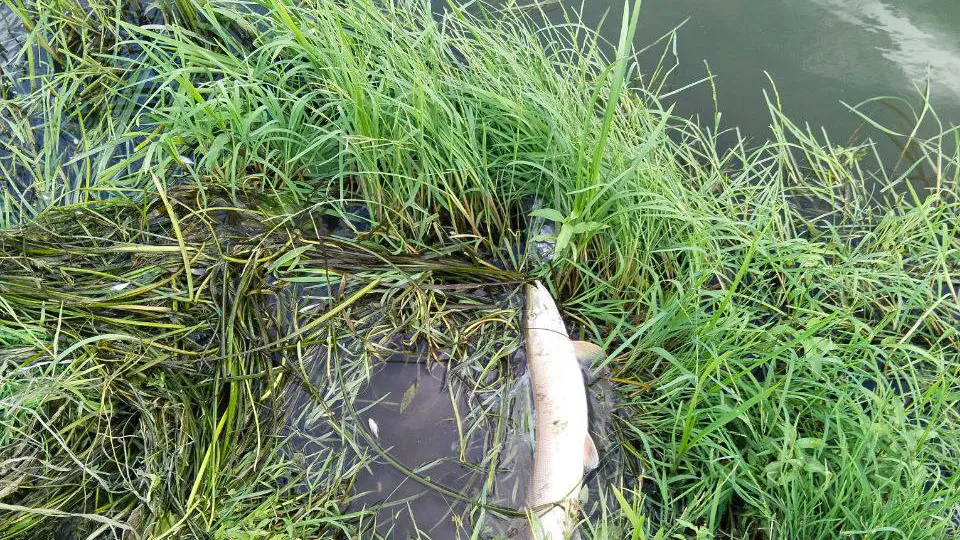 Фото: t.me/top_shelkovo