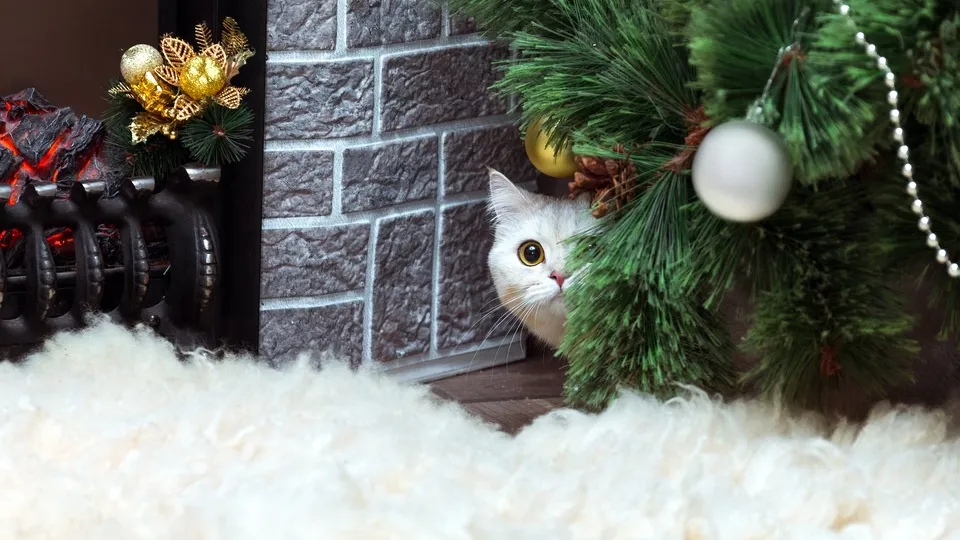 Фото: istockphoto.com/Elena Neveditsyna