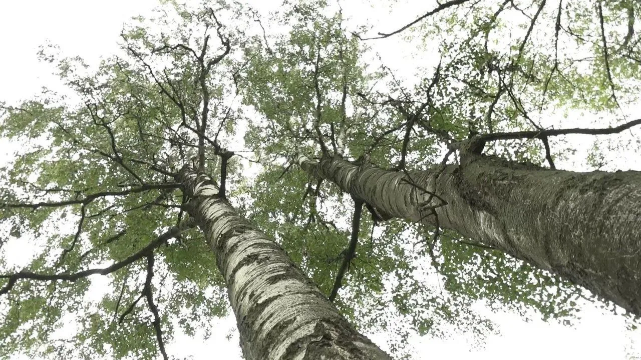 REGIONS/Наталья Надточая