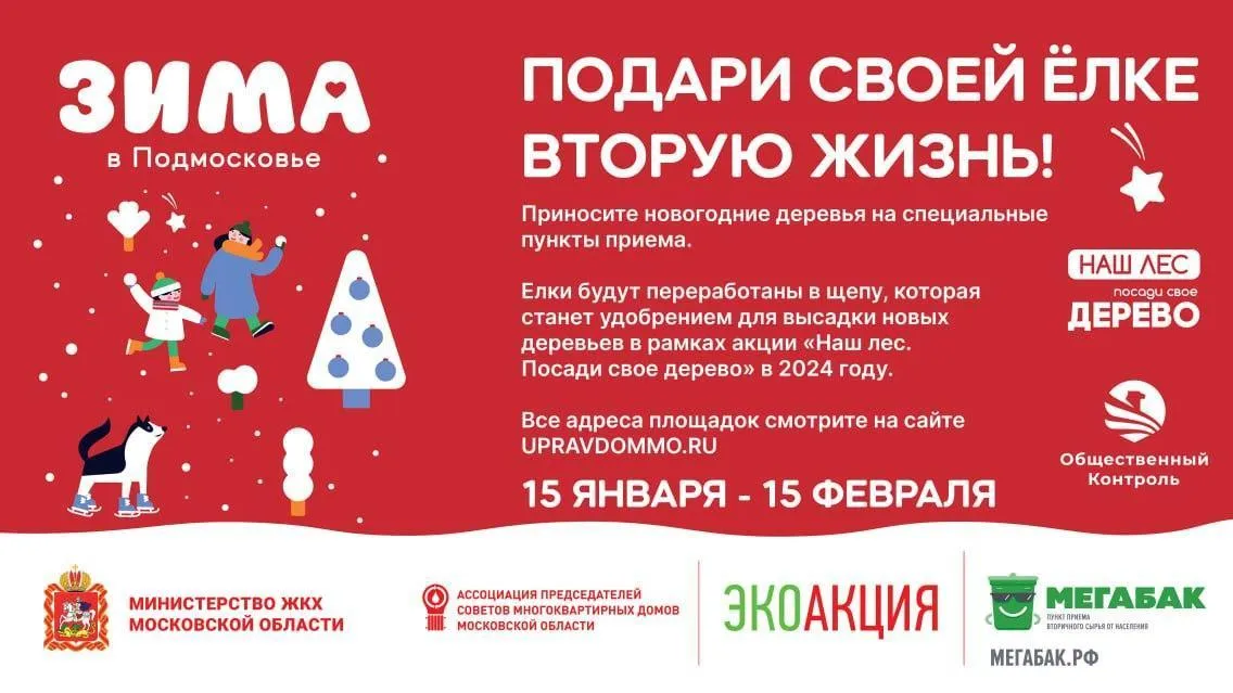 В Московской области начался сбор новогодних елок на переработку