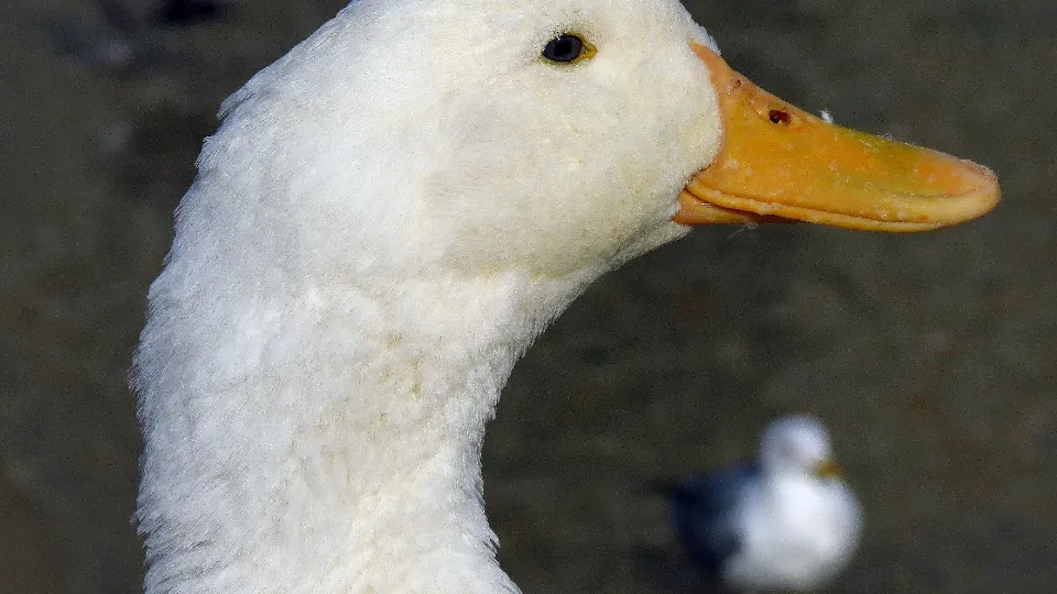 Фото: pxhere.com