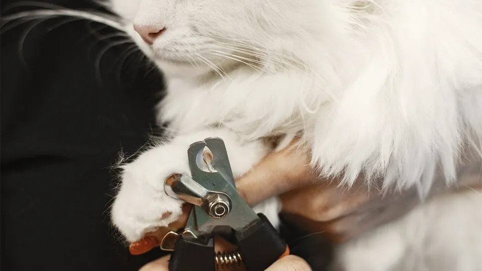 Фото: freepik.com