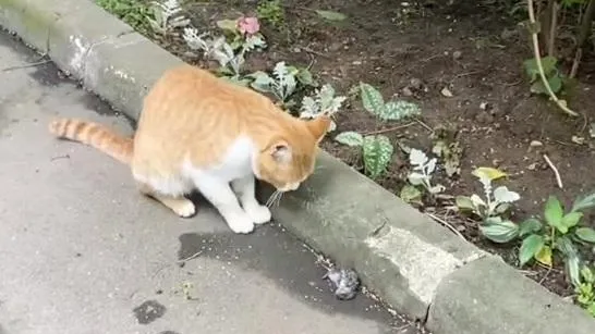 Сморкалов Никита