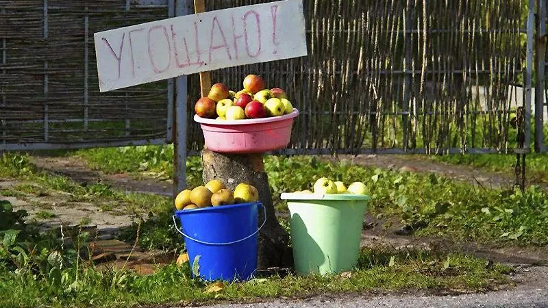 Дачники и фермеры Подмосковья предлагают излишки урожая даром и за символическую плату 