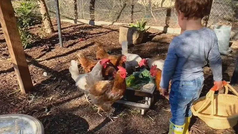 Маленький принц Арчи общается с петухами