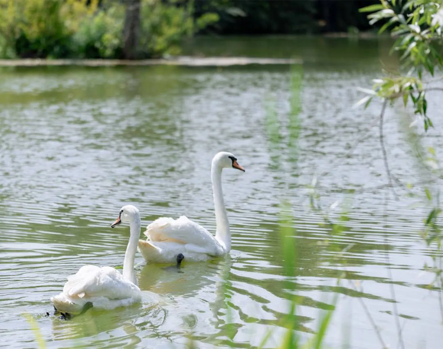 Усадебный пруд наши дни. Фото: t.me/zelenyi_dyatel