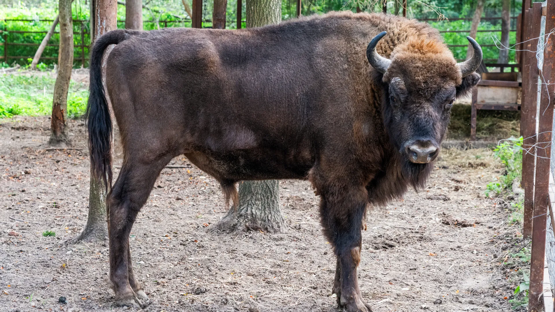 Оленья ферма ZооОleni в Рузском округе летом