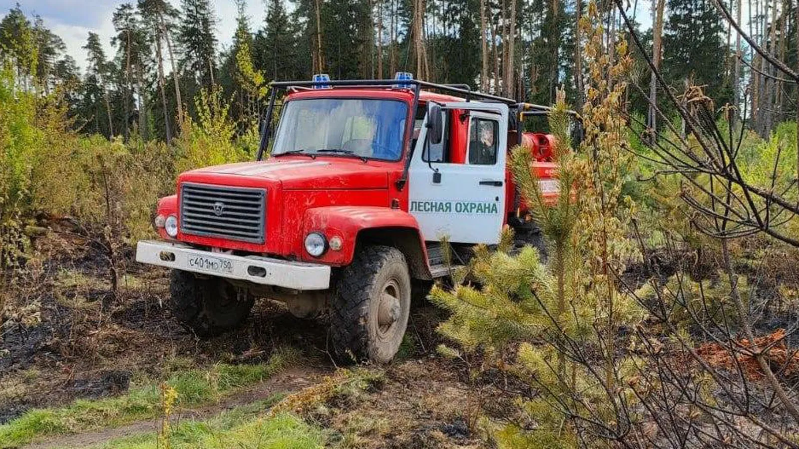 Фото: Комлесхоз МО