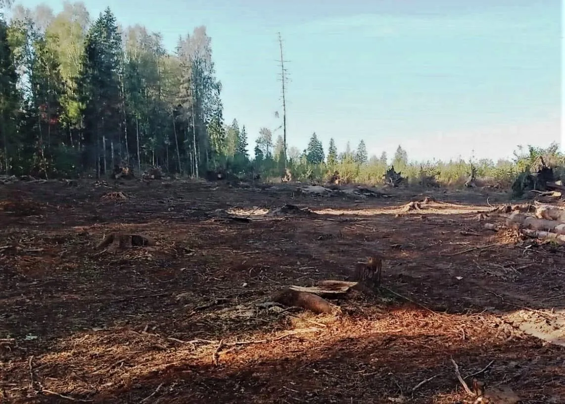Фото: Комитет лесного хозяйства МО