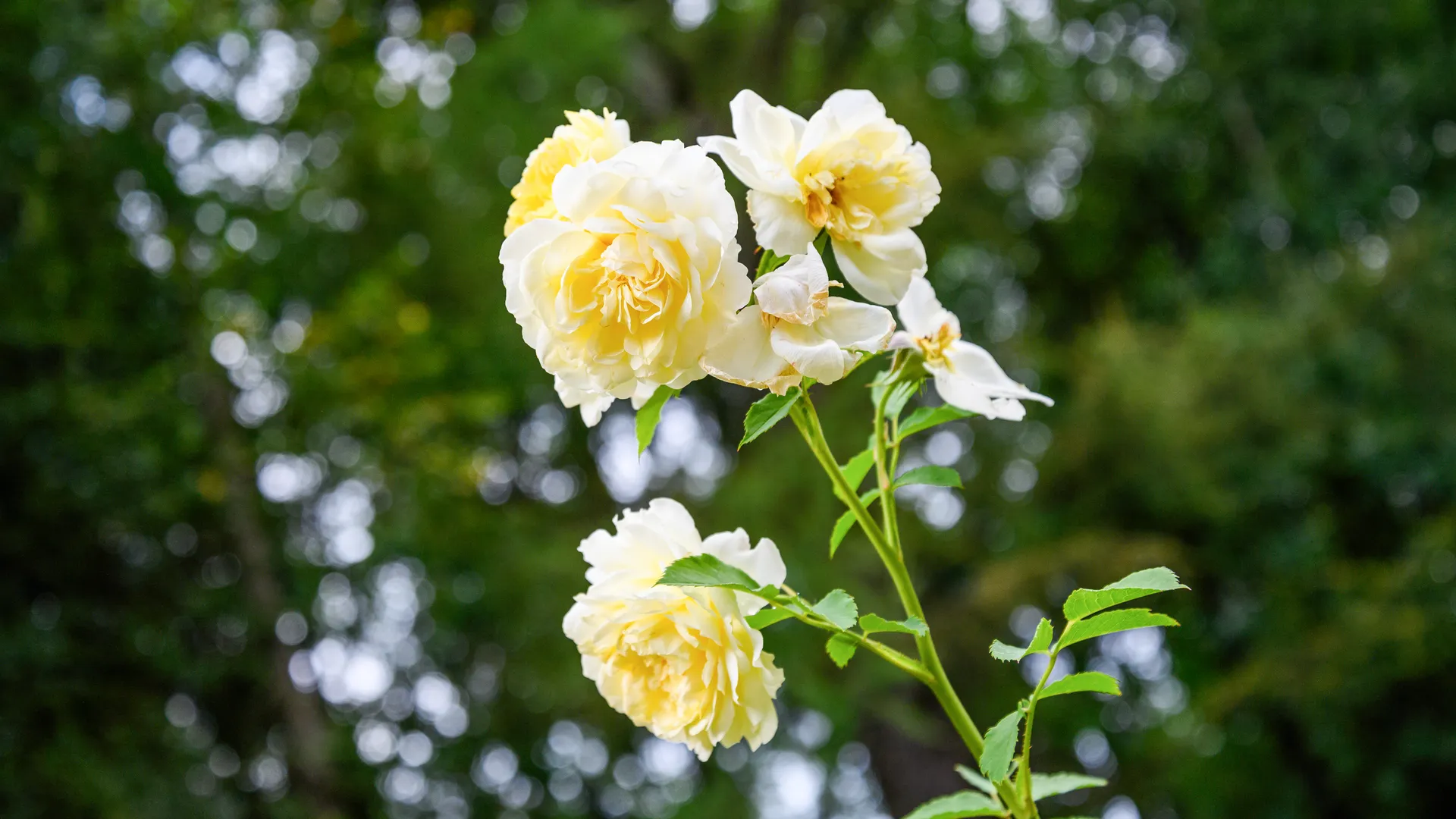 медиасток.рф