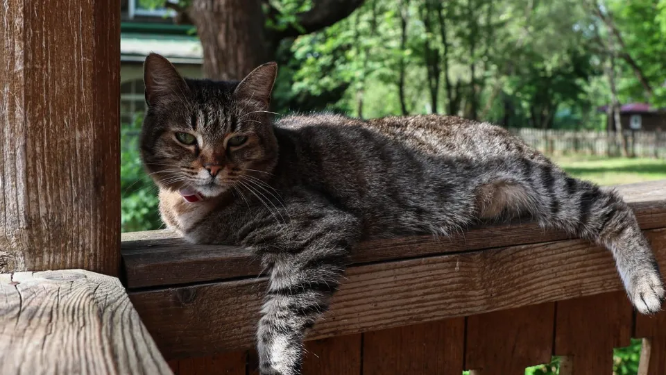 Фото: медиасток.рф