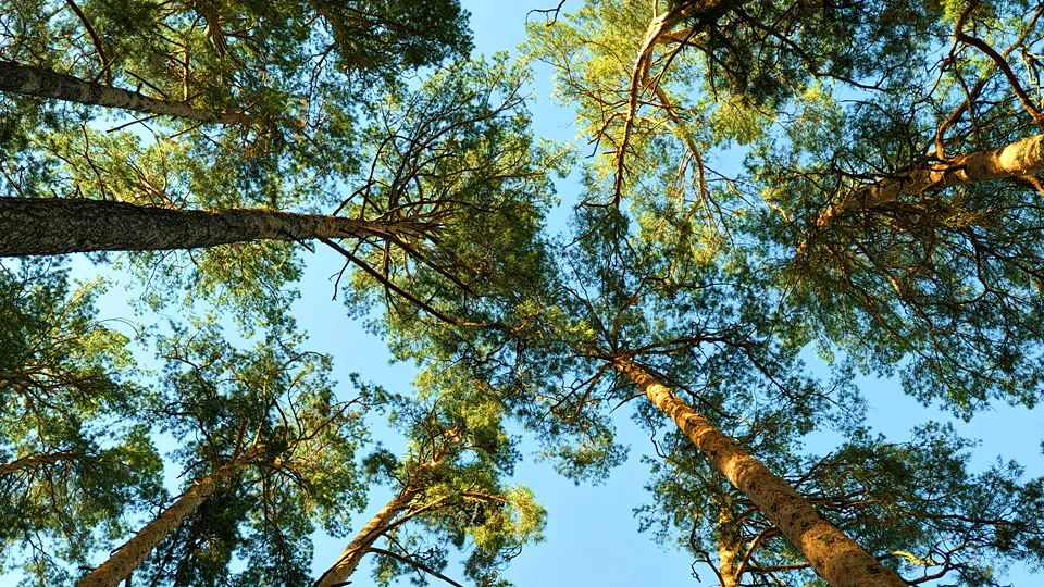 Фото: REGIONS/Алексей Селиверстов