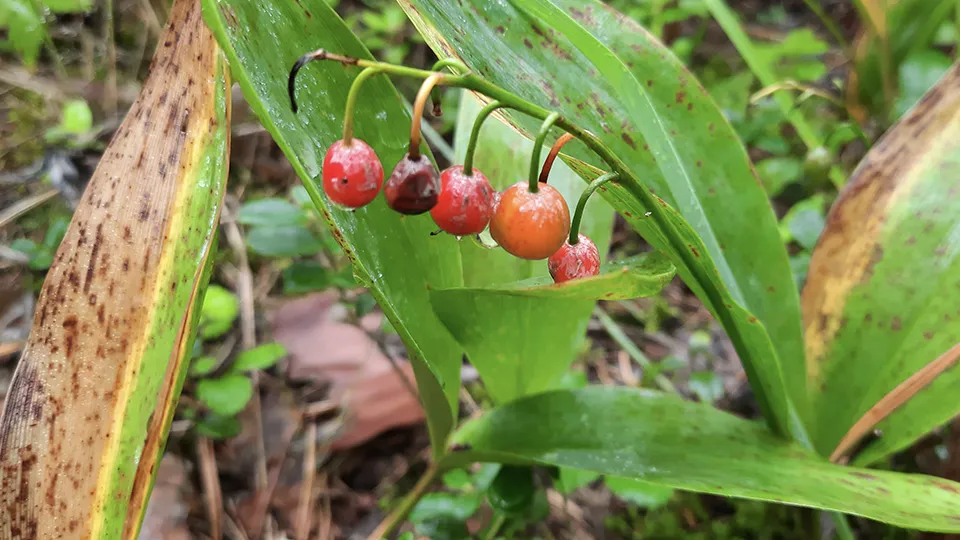 Фото: МедиаБанк Подмосковья/Михаил Мартыненко