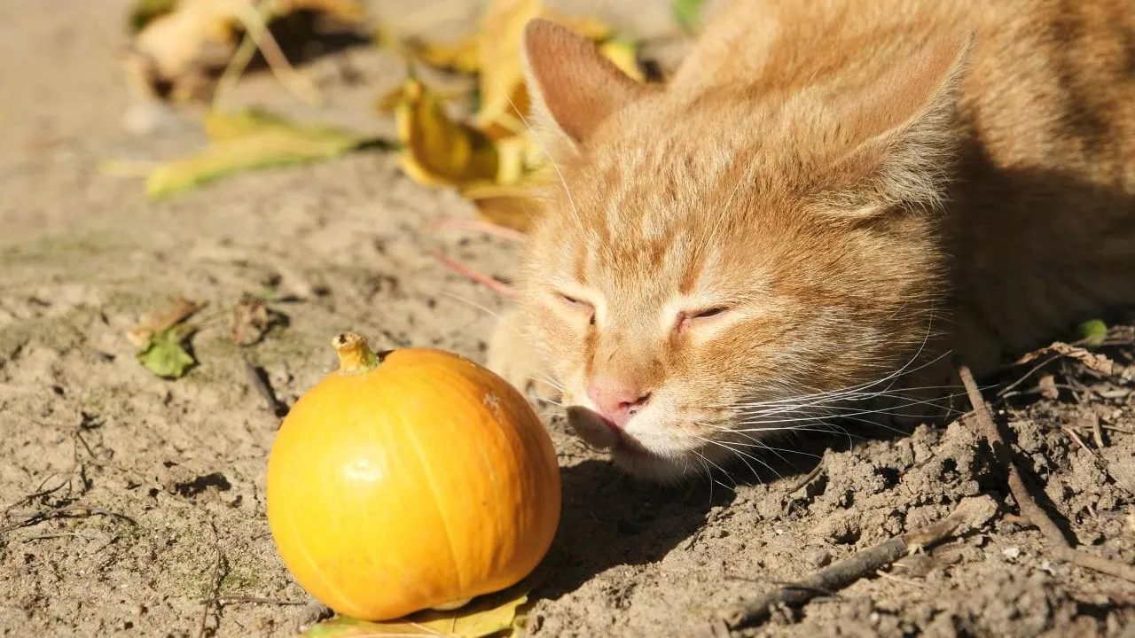 Мария Панина