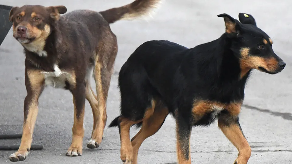 Фото: РИА Новости/Илья Наймушин