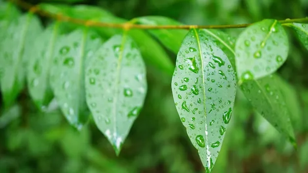 медиасток.рф