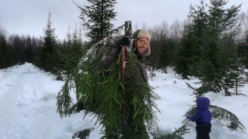 В Подмосковье в рамках новогодней акции в лесных питомниках срубили четыре сотни елей
