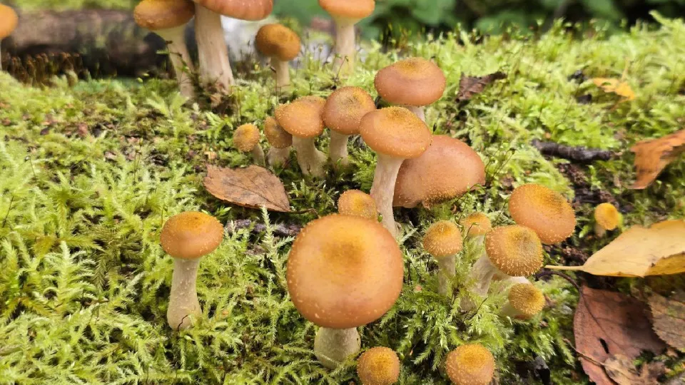 Фото: МедиаБанк Подмосковья/Яна Шаливская