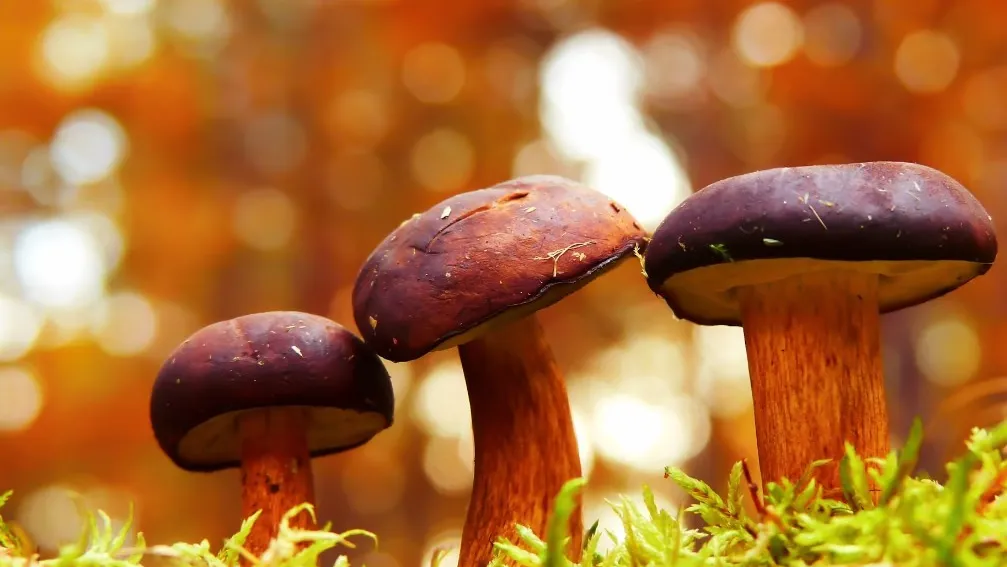 Фото: unsplash.com