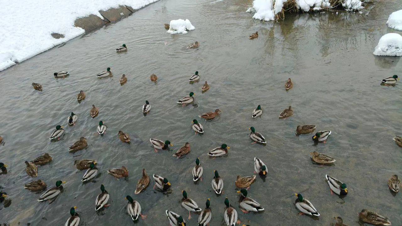 REGIONS/Елена Шахиджанова