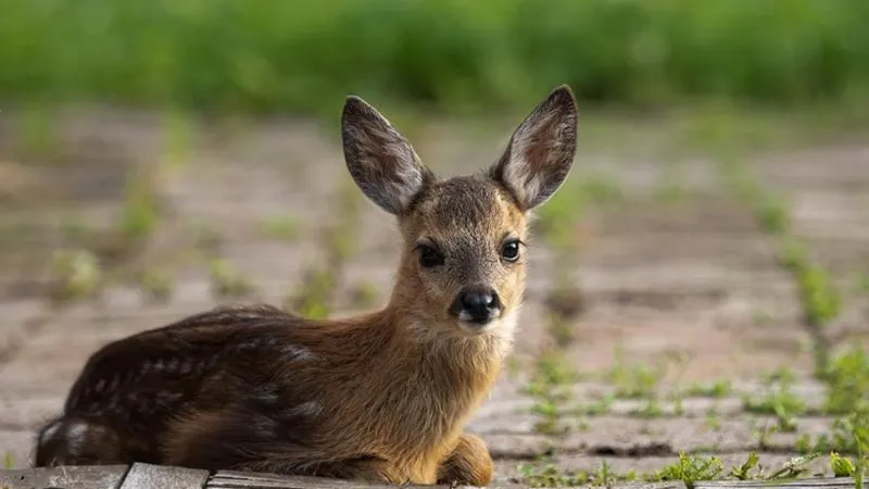 ethnopark_kochevnik/instagram.com 