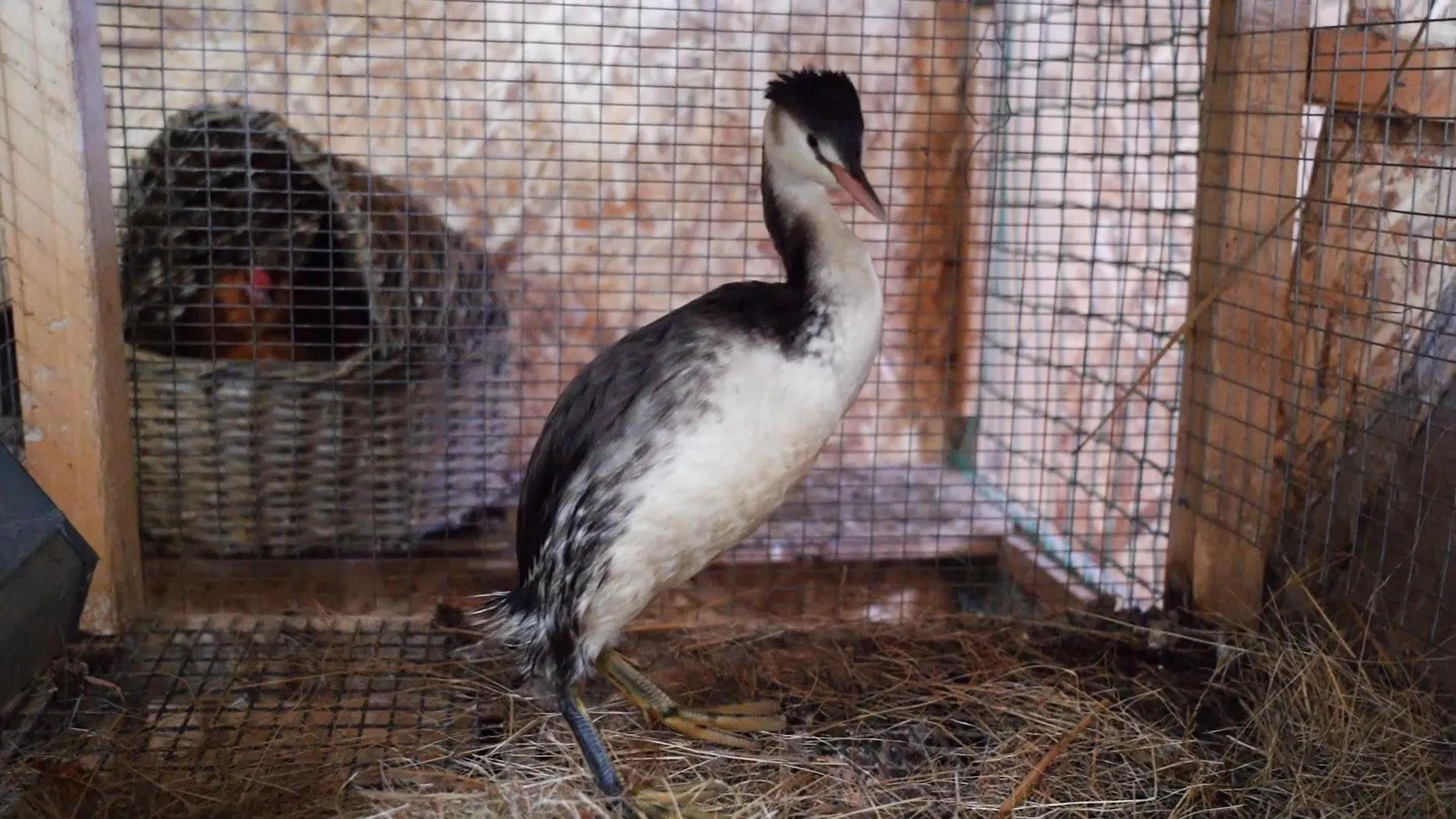 Алексей Лавров